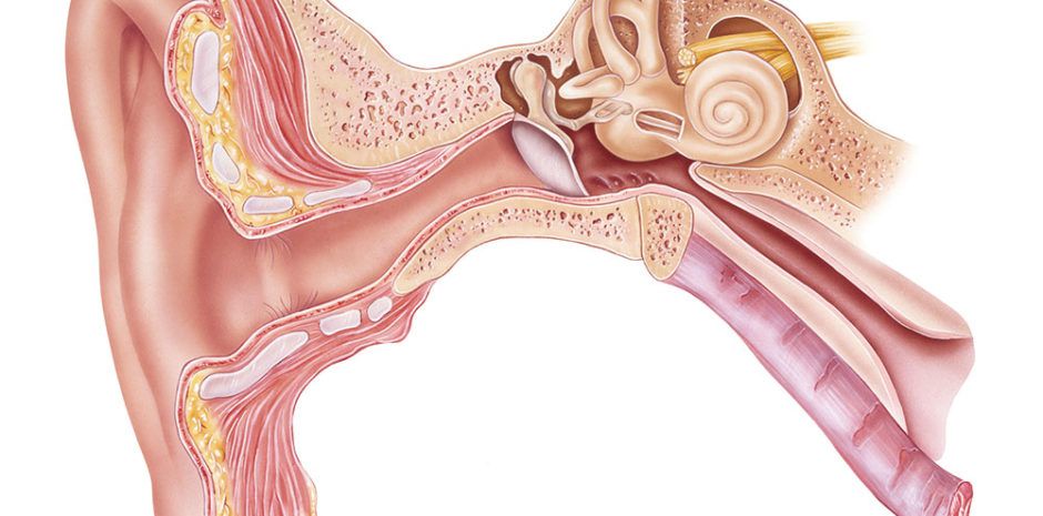 seta Azul Absoluto Fusión de los huesecillos del oído – Dr. Blas Sánchez Reyes,  Otorrinolaringólogo Pediatra